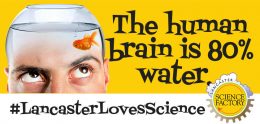 fun fact- the human brain is 80% water