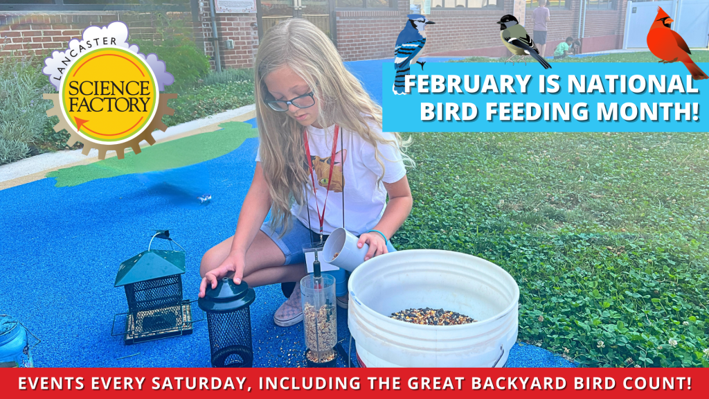 National Bird Feeding Month: Backyard Bird ID and Feeding - The ...